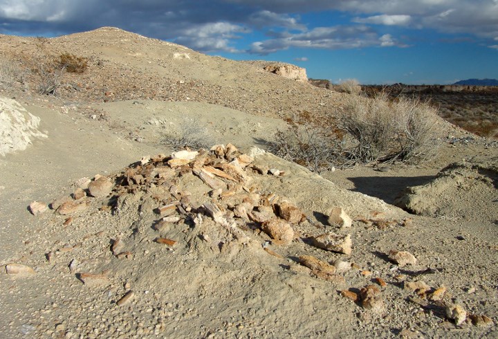 Bones of a juvenile Columbian mammoth