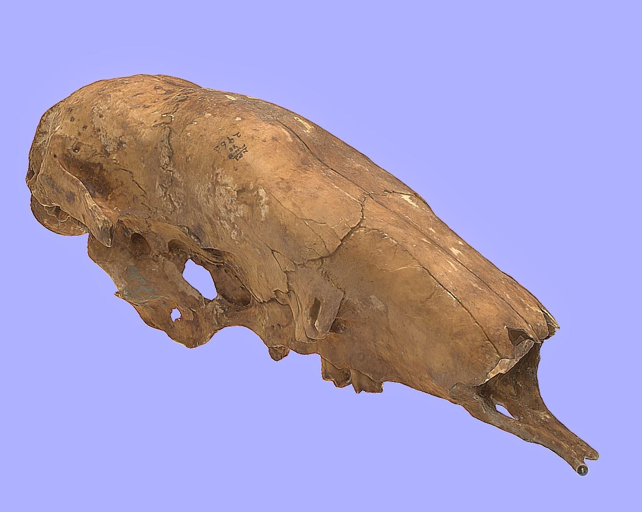 3d model of a skull