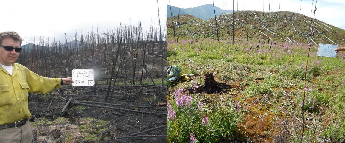 Two photos side-by-side of a black spruce forest that was burned in 2009. Image on left is ashen. Image on right shows considerable regrowth.