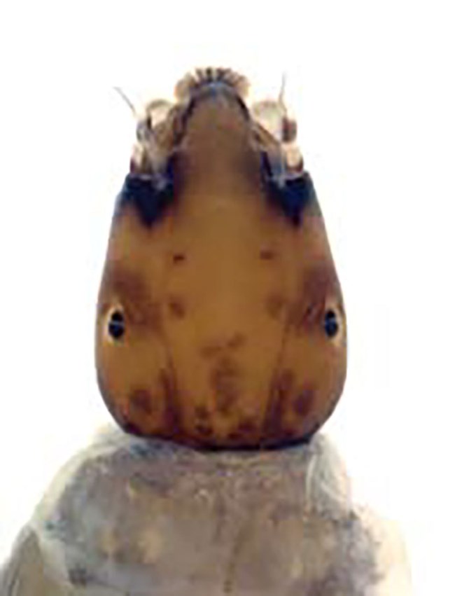 Larvae of the Beringian endemic Gymnopais dichopticus. The head of a black fly