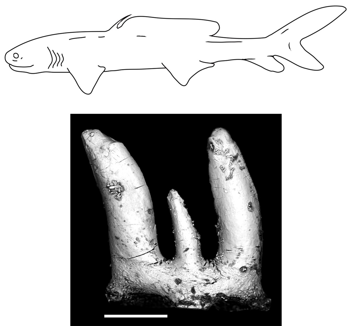 Tentative reconstruction of Hokomata parva and its holotype tooth; scale equals 200 µm.