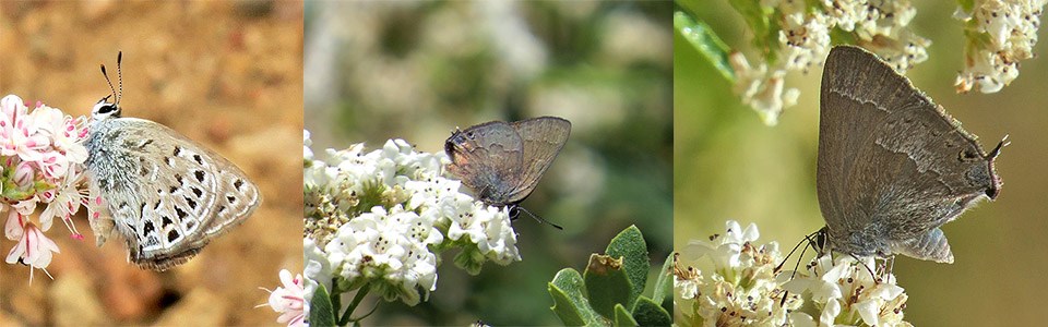 Butterfly, Flowers, Santa Monica Florist