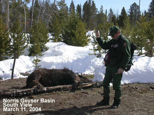 A uniformed person stands near a bison carcass in a snowy landscape.