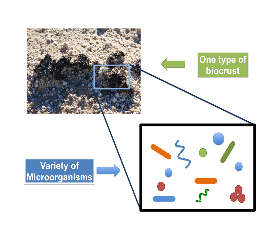 A diagram showing a photo of what real biocrust looks like next to a schematic drawing highlighting the various kinds of microorganisms found in biocrust.
