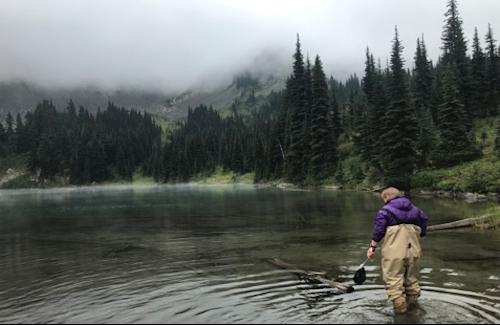 A volunteer wades through a mountain lake looking for amphibians. A man wades through the edge of a mountain lake.
