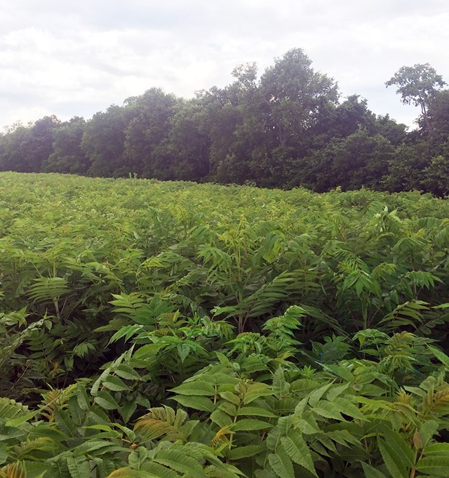 Smooth sumac (Rhus glabra) Bright green sumac filling a field in front of a row of trees
