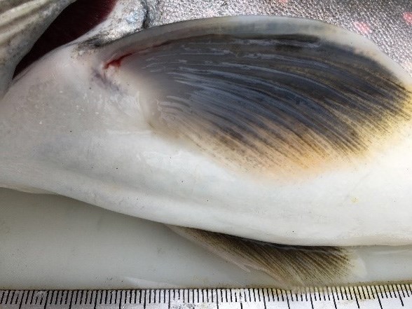 Bull trout fin with a barely visible incision