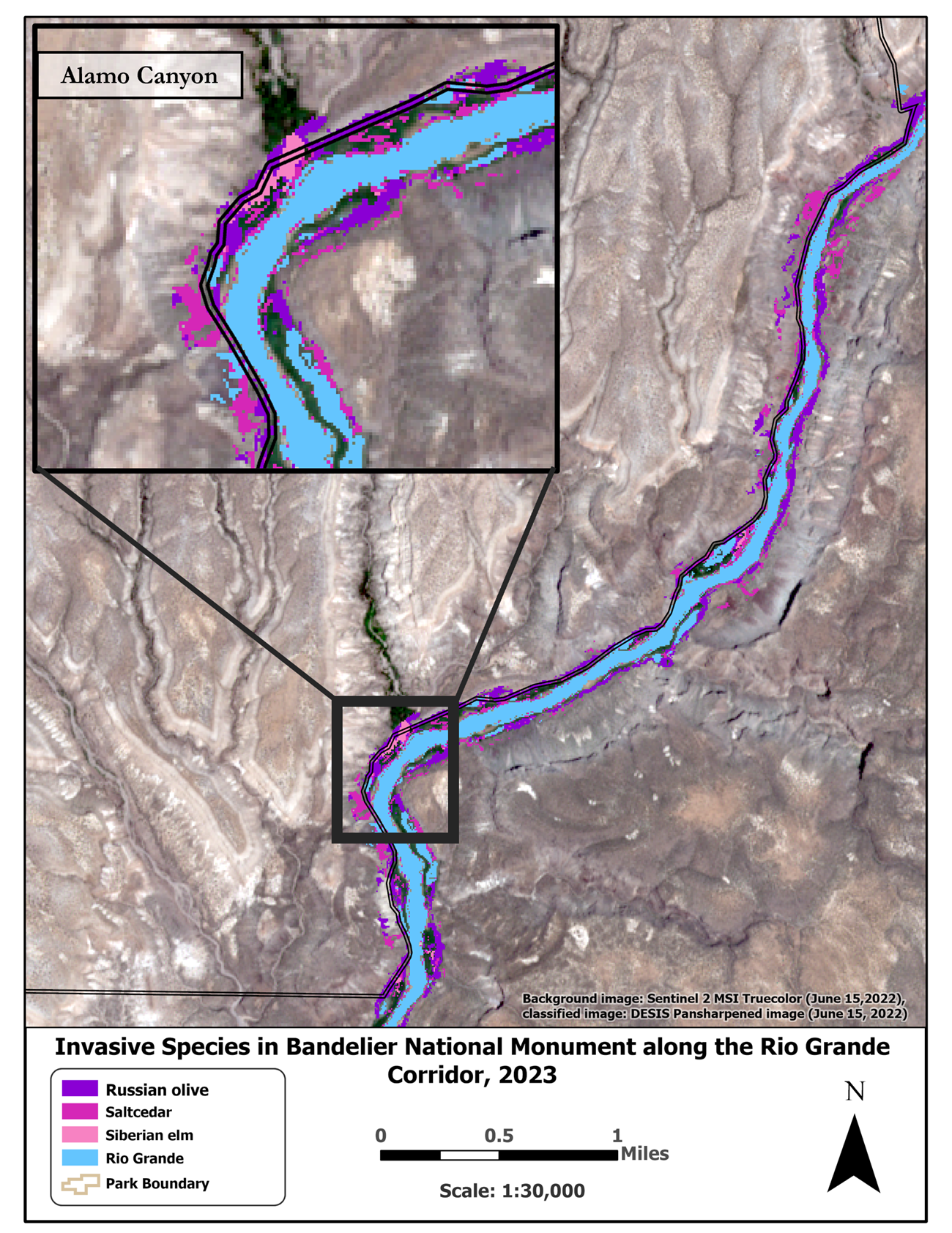 A colored NASA Map that showcases the prevalence of invasive species along the Rio Grande River, indicating Saltcedar (Tamarisk), Siberian Elm, and Russian Olive. A colored NASA Map that showcases the prevalence of invasive species along the Rio Grande River, indicating Saltcedar (Tamarisk), Siberian Elm, and Russian Olive.
