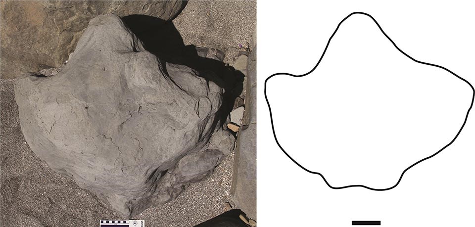 An image of an excavated dinosaur print with an outline drawing of the shape.