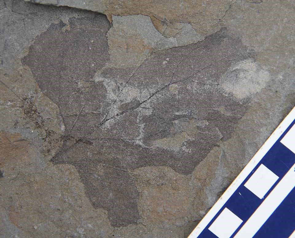 A fossilized leaf imprint in the rock.