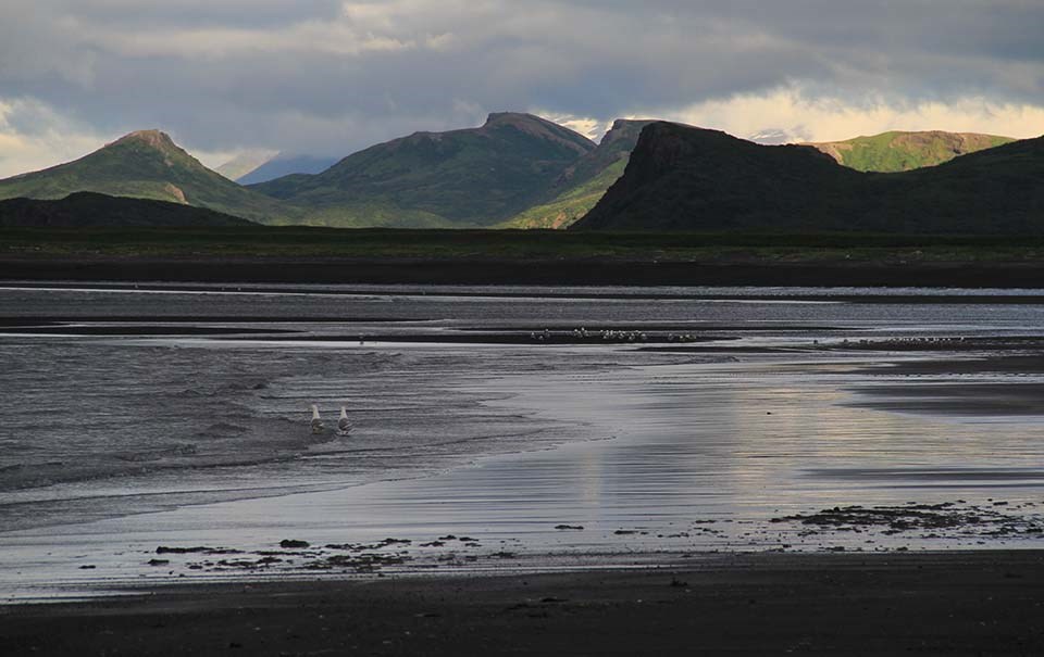 A modern-day photo of the beach that mimics what the ecosystem looked like in the Cretaceous.