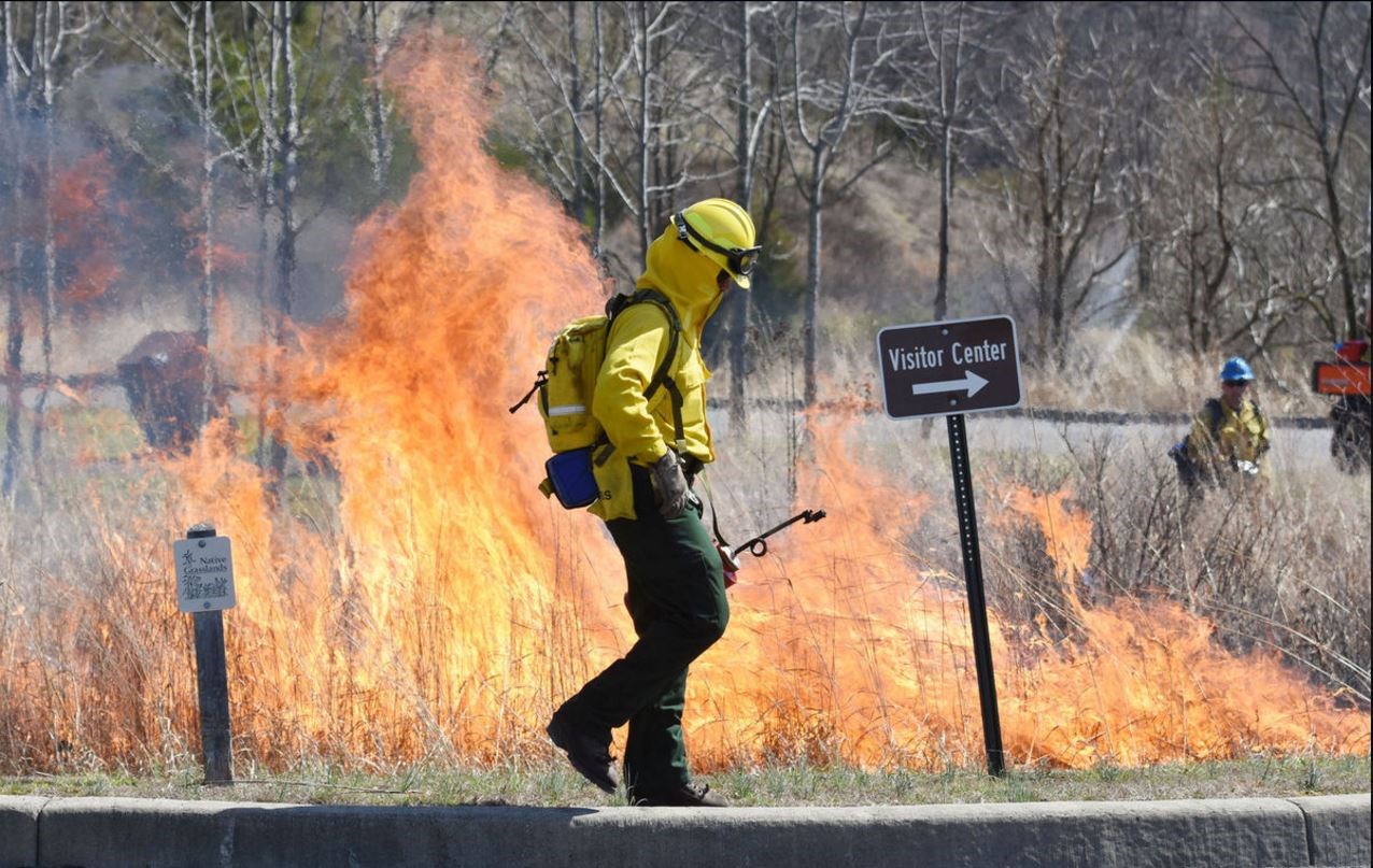 Fireman using a driptorch as he walks through a controlled burn of grasses.