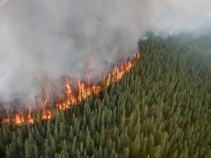 A wildfire in Yukon-Charley Rivers National Preserve burns through spruce trees causing torching flames and dense smoke.