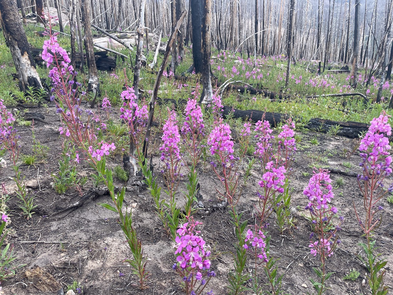 fireweed plant with burned forest in background