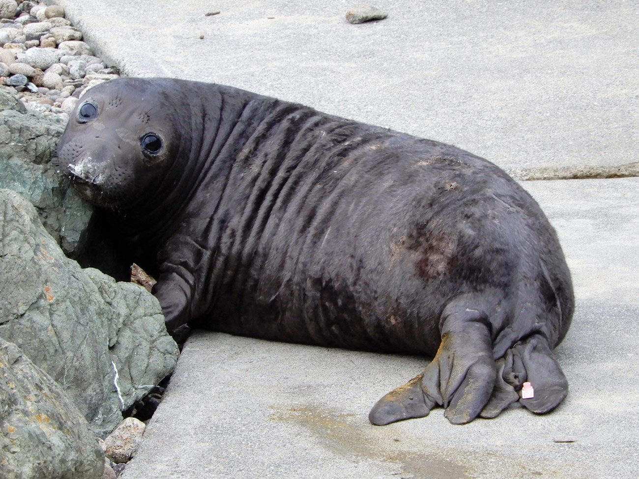 Elephant seal pup A black weaned elephant seal pup with a pink flipper tag on its tail.