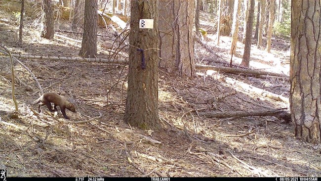 A fisher, a small four-legged brown mammal, scurrying through the forest surrounded by fallen branches.