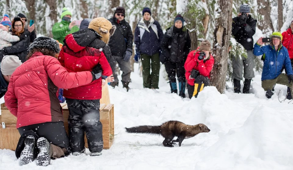 A fisher being released at Mount Rainier National Park A weasel-like mammal runs out of a wood box into snow as people with cameras watch.