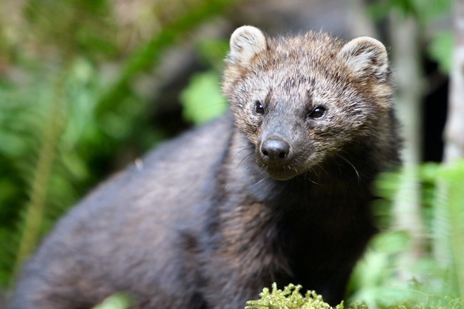 A medium sized weasel-like mammal with brown fur, small round ears, and pointed nose.