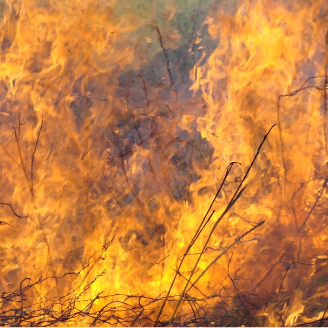 lt= Close-up of flames in tall grass