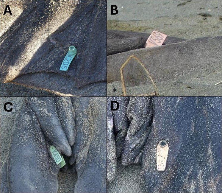 Panel of four lettered photos, A-D, featuring close-ups of elephant seal tail flippers with differently colored flipper tags. A is blue, B is pink, C is green, and D is a faded pink with small holes in it.