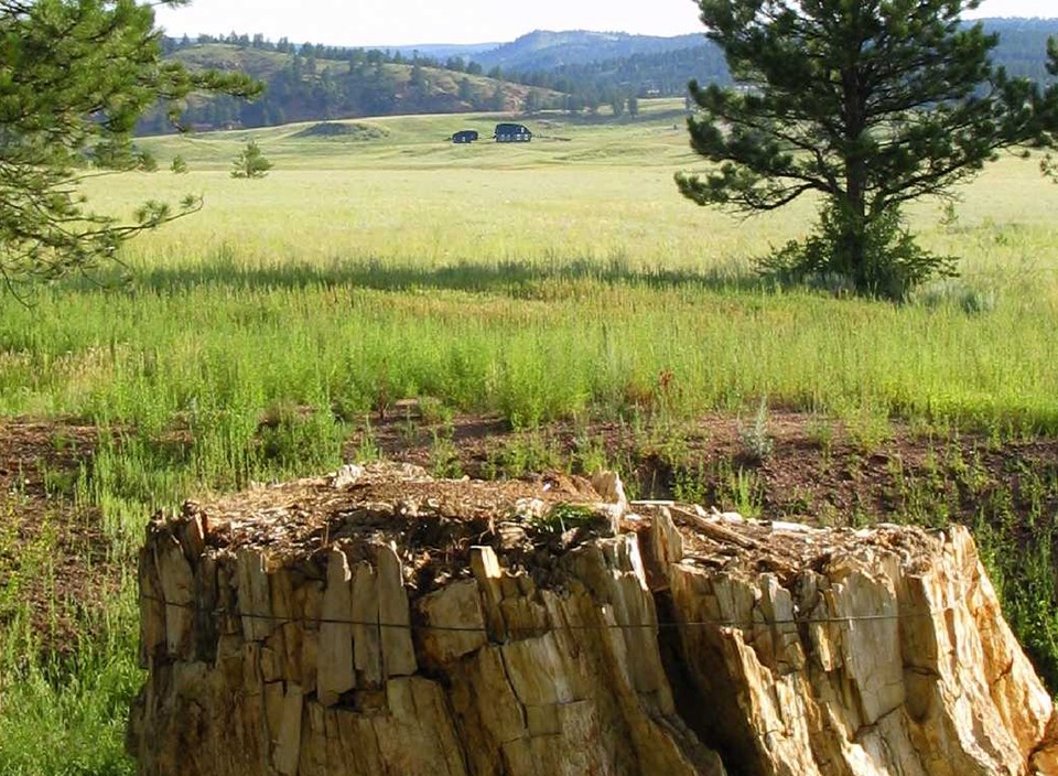 fossilized tree stump in foreground against grassy meadow with old buildings and horizon in the background