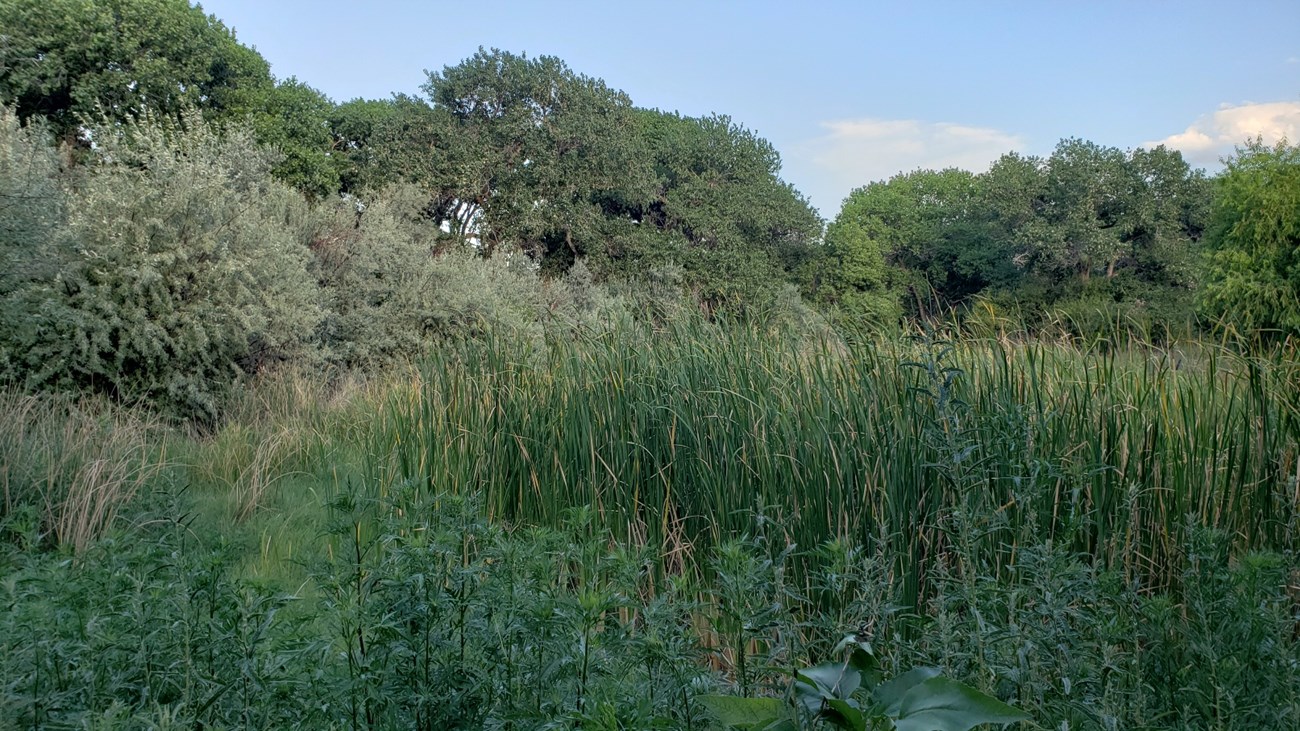 Cottonwood trees Several shades of green appear in nestled trees and long plants.