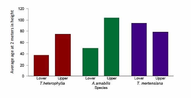 Average age of saplings Bar graph showing average age of saplings at 2 meters in height for three plant species at lower and upper range limits.