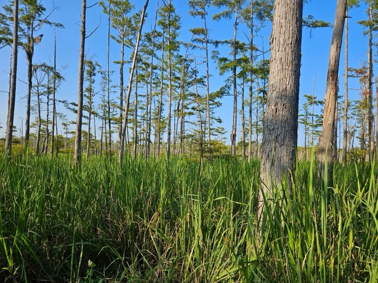 Grass Tall green grass surrounds several skinny trees under a blue sky.