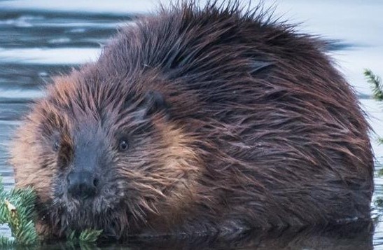 Front pic of beaver in water