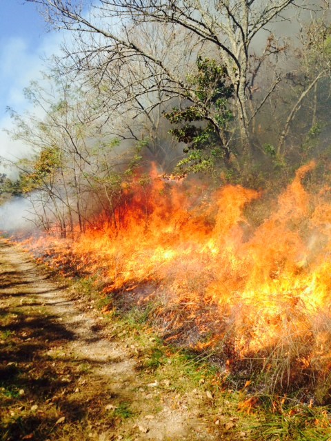 Large flames engulf a patch of grasses and shrubs at Pea Ridge National Military Park. 