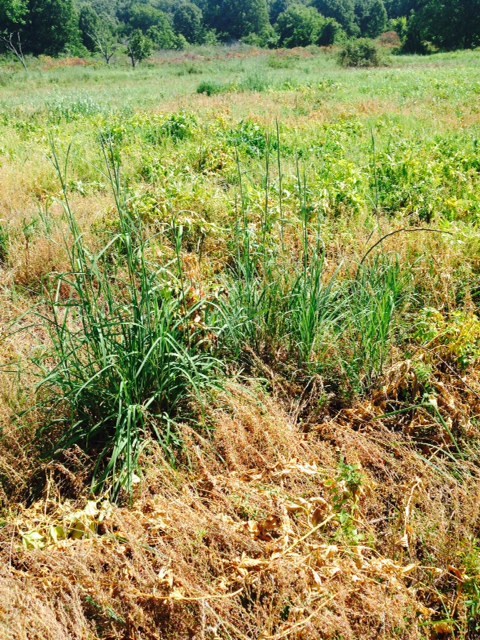 Tall native prairie grasses stretch out across a field at Pea Ridge National Military park. 