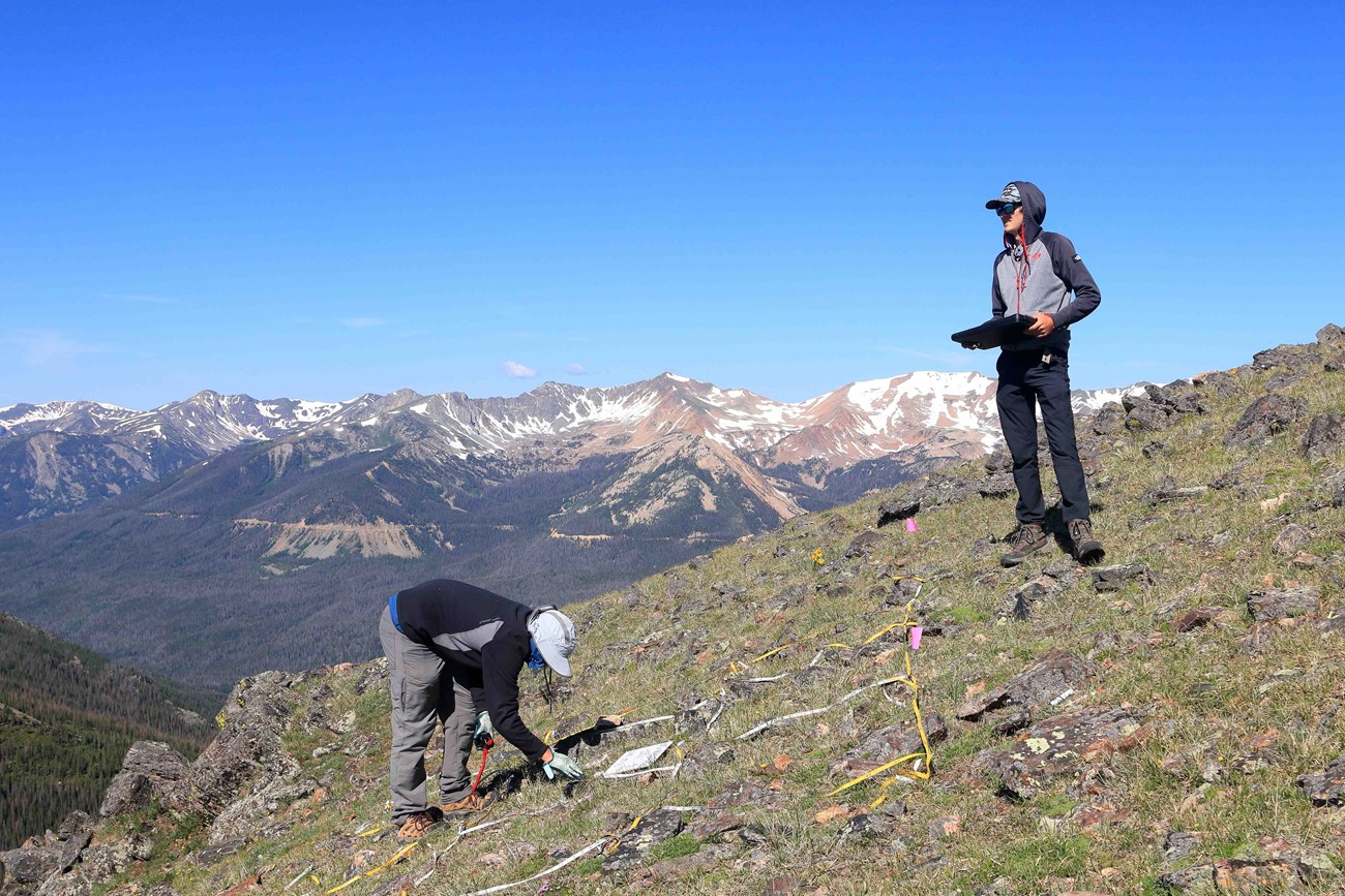 Monitoring alpine vegetation and soils Two people analyze short vegetation on a high alpine slope.