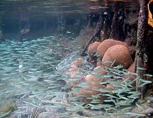 Fish swirl around mangrove prop roots and coral heads in Virgin Islands Coral Reef National Monument.