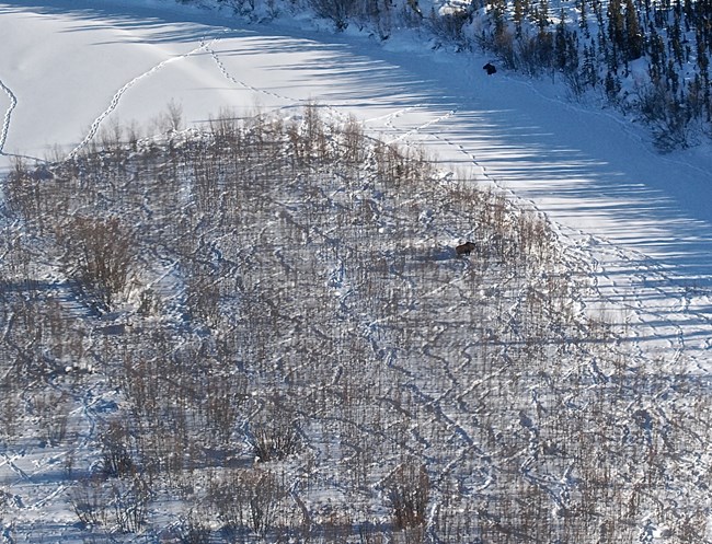 Moose in winter along the Yukon River in Yukon-Charley Rivers National Preserve.