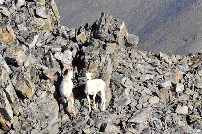 Two Dall's sheep rams stand on a scree slope in Gates of the Arctic National Park and Preserve.