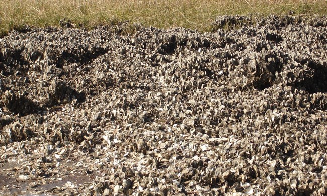GATE-JamaciaBay-OysterandRestoration-floodreduction oyster reef restoration