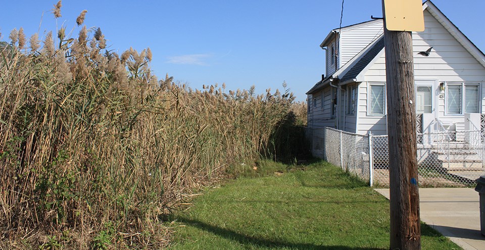 A field of phragmites grows immediately next door to a house.