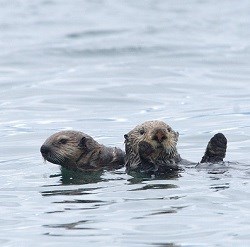 two sea otters float in water