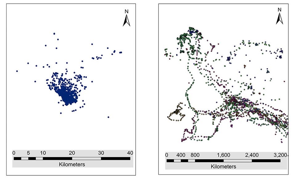 A pair of maps showing location data for Golden Eagles.