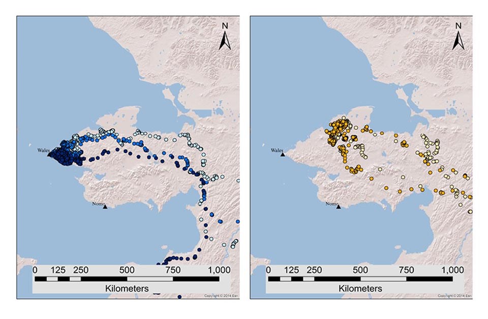 A pair of maps showing eagle telemetry locations.