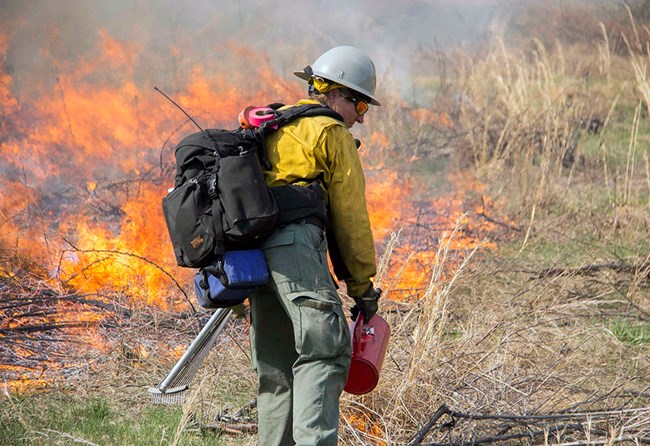 Firefighter at Gettysburg National Military Park A firefighter uses a drip torch to ignite vegetation.