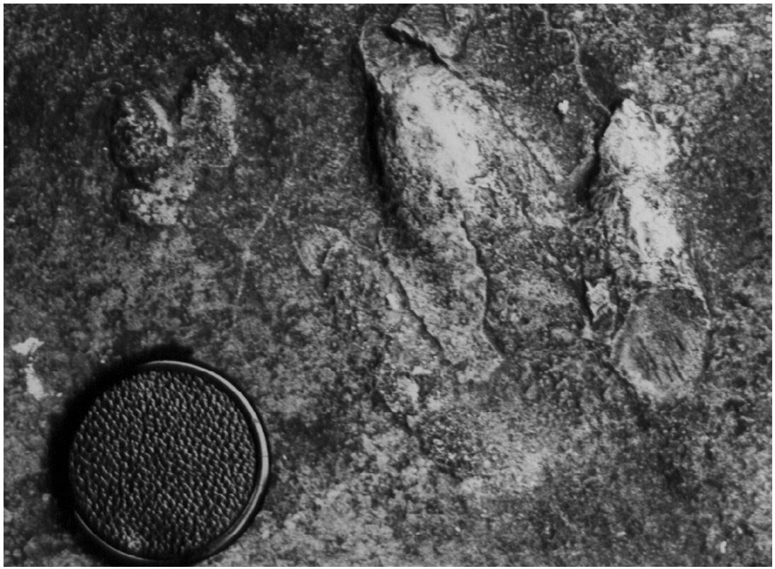 Black and white photo of a fossil footprint and camera lens cover