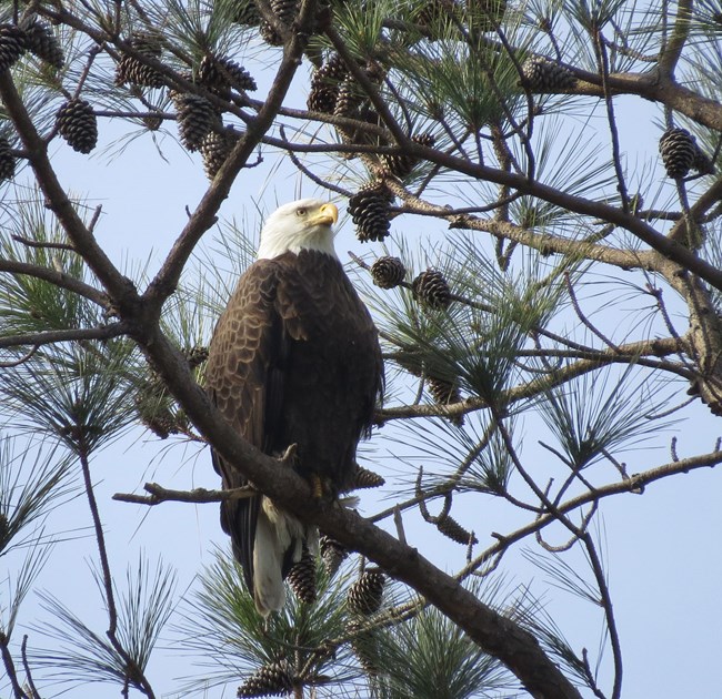 a bald eagle sits in a pine tree among branches of pine cones
