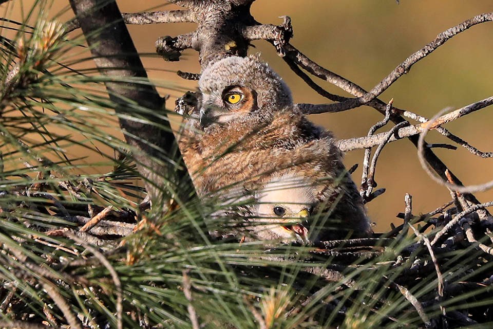 A young great horned owl and red-shouldered hawk side by side in their shared nest