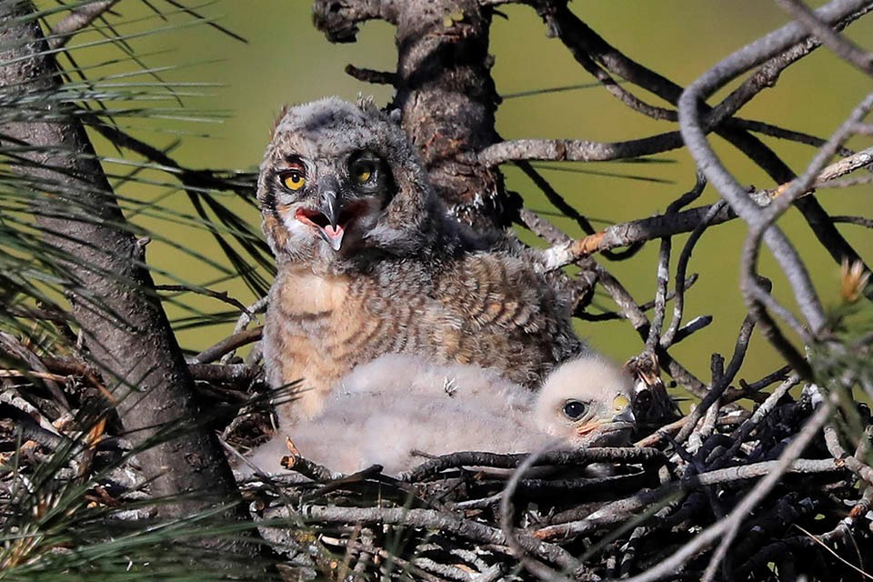 Great horned owl and red-shouldered hawk nestlings peering out from the same nest