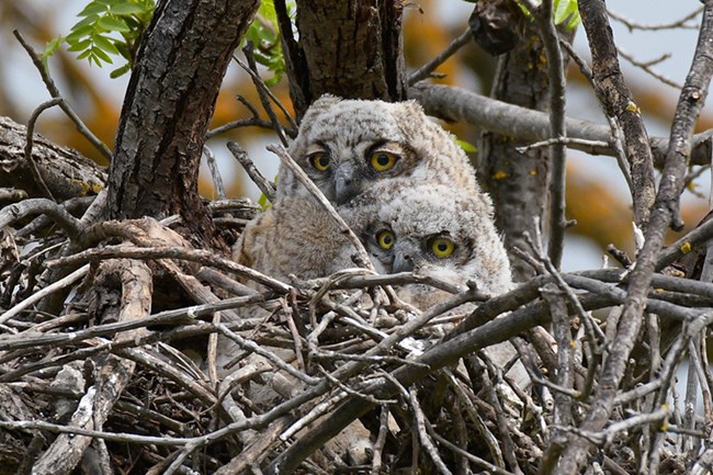 Two great horned owl nestlings of different sizes