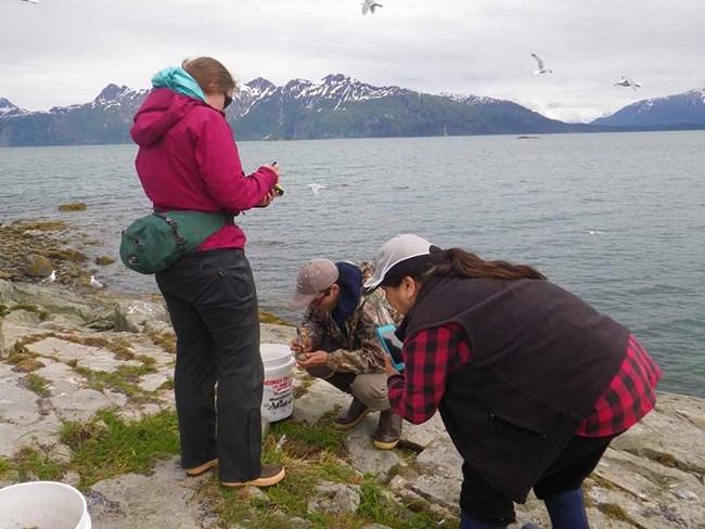 GLBA egg harvest_TLewis_web A group of three people collecting eggs and recording harvest.
