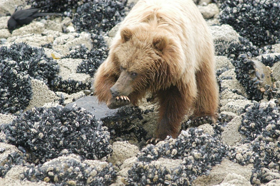 Brown bear feeding on a rocky shoreline