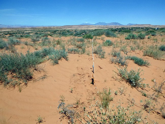 Sandy shrubland with mountains in the distance