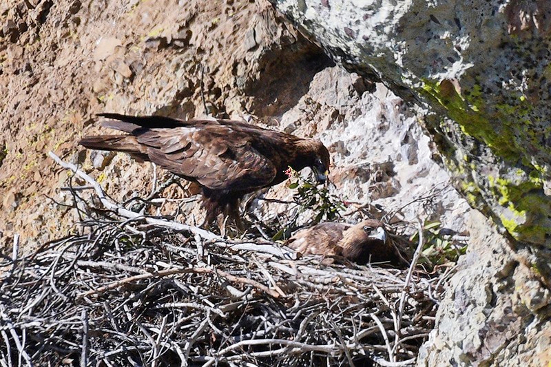 Golden eagle sitting on a nest as another golden eagle brings nest material